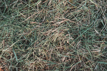 grassland nature background