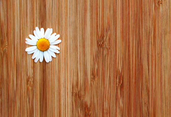 Obraz premium Daisy flower on a wooden background