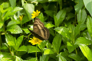 butterfly is sucking nectar of flowers