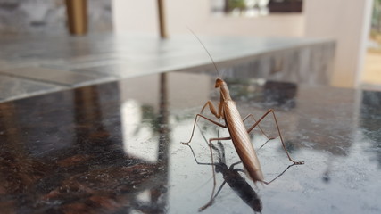 Grasshopper