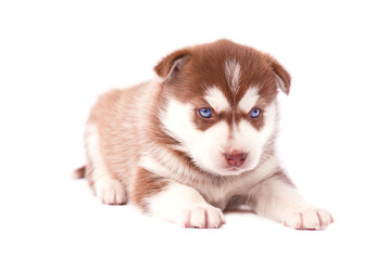 Obraz premium Small cute brown puppy of Siberian husky, isolated on white background