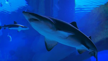 Big shark swimming in the blue waters of the aquarium. Shot in motion