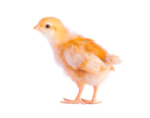 Small yellow newborn chicken isolated on white background