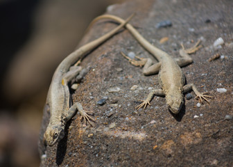 Lizards