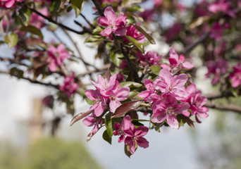 flower on the tree, flowering tree
