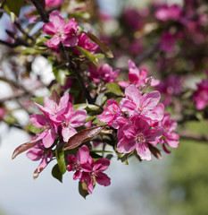 flower on the tree, flowering tree