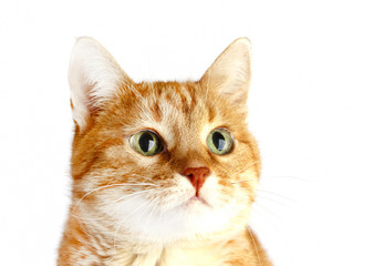 Cute adult red cat isolated on white background. Muzzle