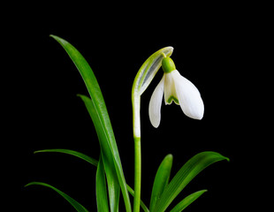 White snowdrop with green leaves isolated on black background