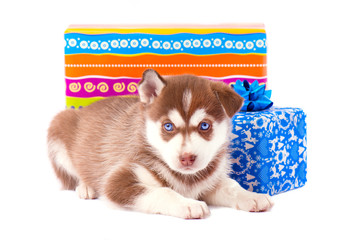 Small puppy siberian husky red color on a colored gift box isolated white background © vandycandy