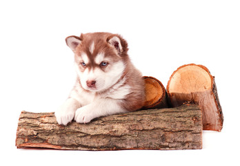 Cute Puppy husky sitting on dry firewood isolated on white background