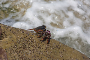 Crabs at the beach