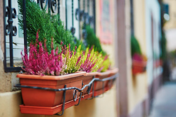 Building decorated with heather in flower pots