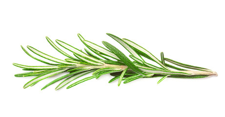 Fototapeta premium Sprig of fresh fragrant green rosemary isolated on white background