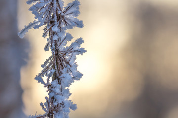Cold winter morning sunrise lighting up frozen nature in Estonia.