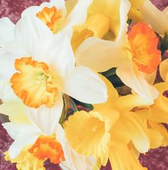 Fototapeta na wymiar a bouquet of fresh flowers daffodils closeup, top view