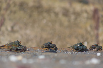 Crabs at the beach