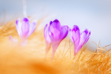 Fototapeta premium crocus