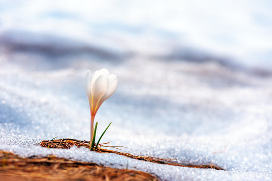 crocus
