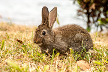 Wild bunny rabbit