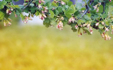 Obraz premium nature background with blossoming branch of gooseberries in the early spring