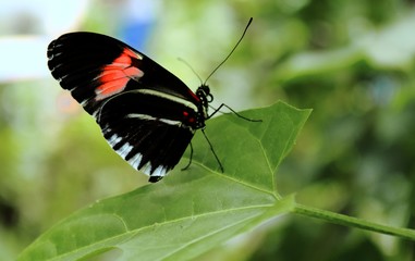 Obraz na płótnie Canvas Butterfly on a leaf