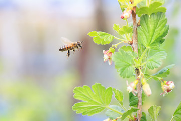 little bee flying over flowering branches of trees and collecting nectar in early spring