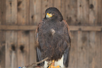 Eagle portrait