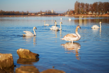 Many white swans in the river