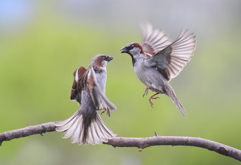 a pair of birds flying and waving wings evil arguing