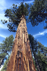Lake Tahoe redwoods. Vertical.