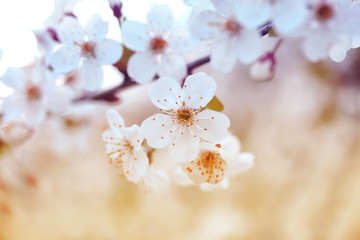 cherry branch with white beautiful flowers blossomed the early solar spring