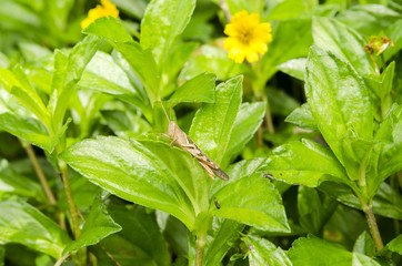 grasshoppers and green foliage
