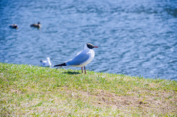 A lone seagull basking in the spring sun.