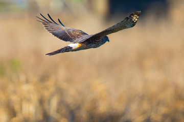 Hen harrier, seen in the wild near the San Francisco Bay