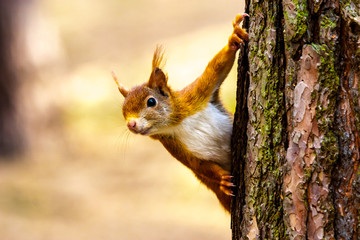 Écureuil roux sauvage dans la réserve naturelle de Formby au nord-ouest du Royaume-Uni