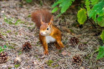 Wild red squirrel in Formby nature reserve north west UK