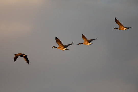 Canada geese flying together 