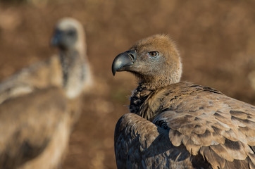Vulture Portrait