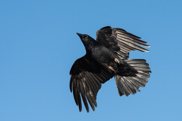 Carrion Crow, Crow, Corvus Corone