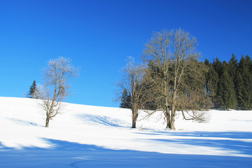 old trees covered with white hoarfrost and snow on its branches growing on the plain, spruce forest and blue sky