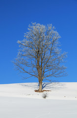 Fototapeta na wymiar old tree covered with white hoarfrost and snow on its branches growing on the plain and blue sky