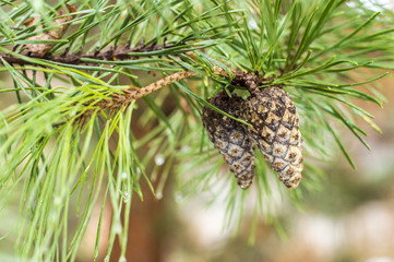 pine branch in winter Park outdoor