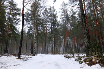 The trunks of the pines in fog. Mystical and beautiful view of wildlife. Coniferous forest of tall trees. Blue nebula of cold winter woods.