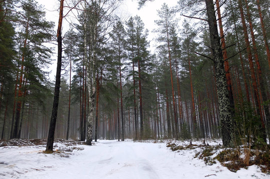 Fototapeta The trunks of the pines in fog. Mystical and beautiful view of wildlife. Coniferous forest of tall trees. Blue nebula of cold winter woods.