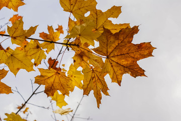 autumn landscape, the bright yellow leaves on the trees, fallen yellow leaves on green grass, trees in yellow leaves