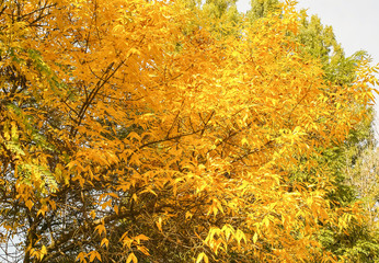 autumn landscape, the bright yellow leaves on the trees, fallen yellow leaves on green grass, trees in yellow leaves