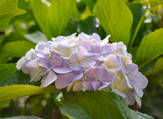 Fototapeta premium Blooming Hydrangea in Japan