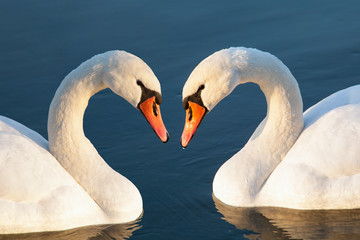 Two white swans joined together in a heart shape swimming on the river. Nice picture on Valentine's day.