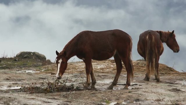 Brown horses on the high mountain fog background.