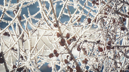 Branches of pine cones trees covered with snow